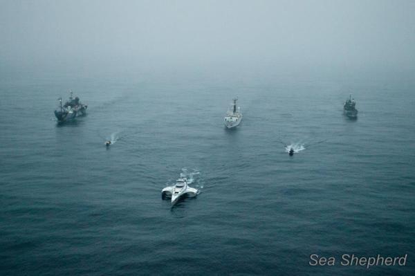 Sea Shepherds